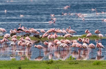 lake-nakuru-national-park Lake Nakuru National Park Safari