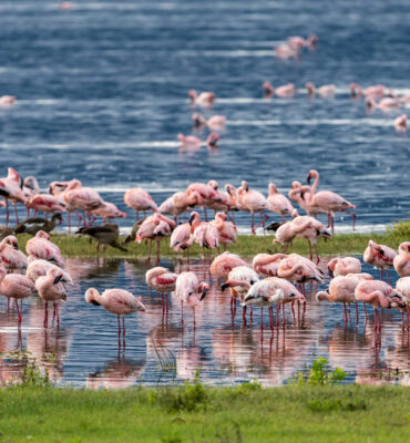 Lake Nakuru National Park Safari