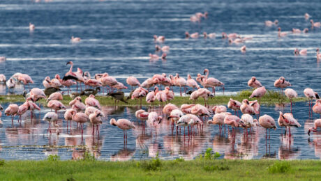 lake-nakuru-national-park Lake Nakuru National Park Safari