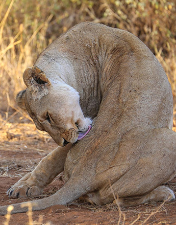 lion-murchison-falls.fw_ travel to Uganda