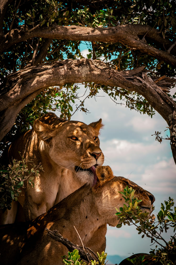 lioness-serengeti Game Drive