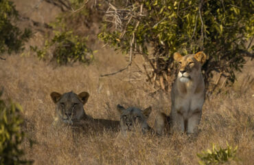 lions-kidepo-valley Kidepo Valley National Park