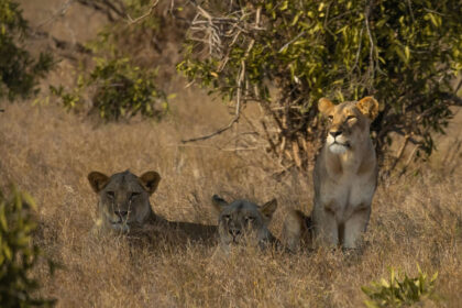 Kidepo Valley National Park