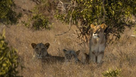 lions-kidepo-valley Kidepo Valley National Park