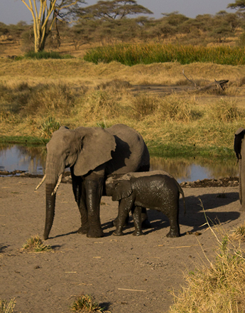 mother-elephant.fw_ Tanzania Safari