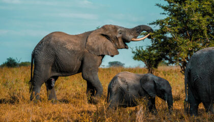 Queen Elizabeth National Park