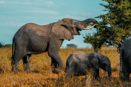 Queen Elizabeth National Park