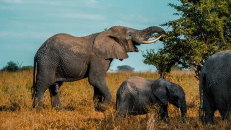 queen-elizabeth-national-park-elephants Queen Elizabeth National Park