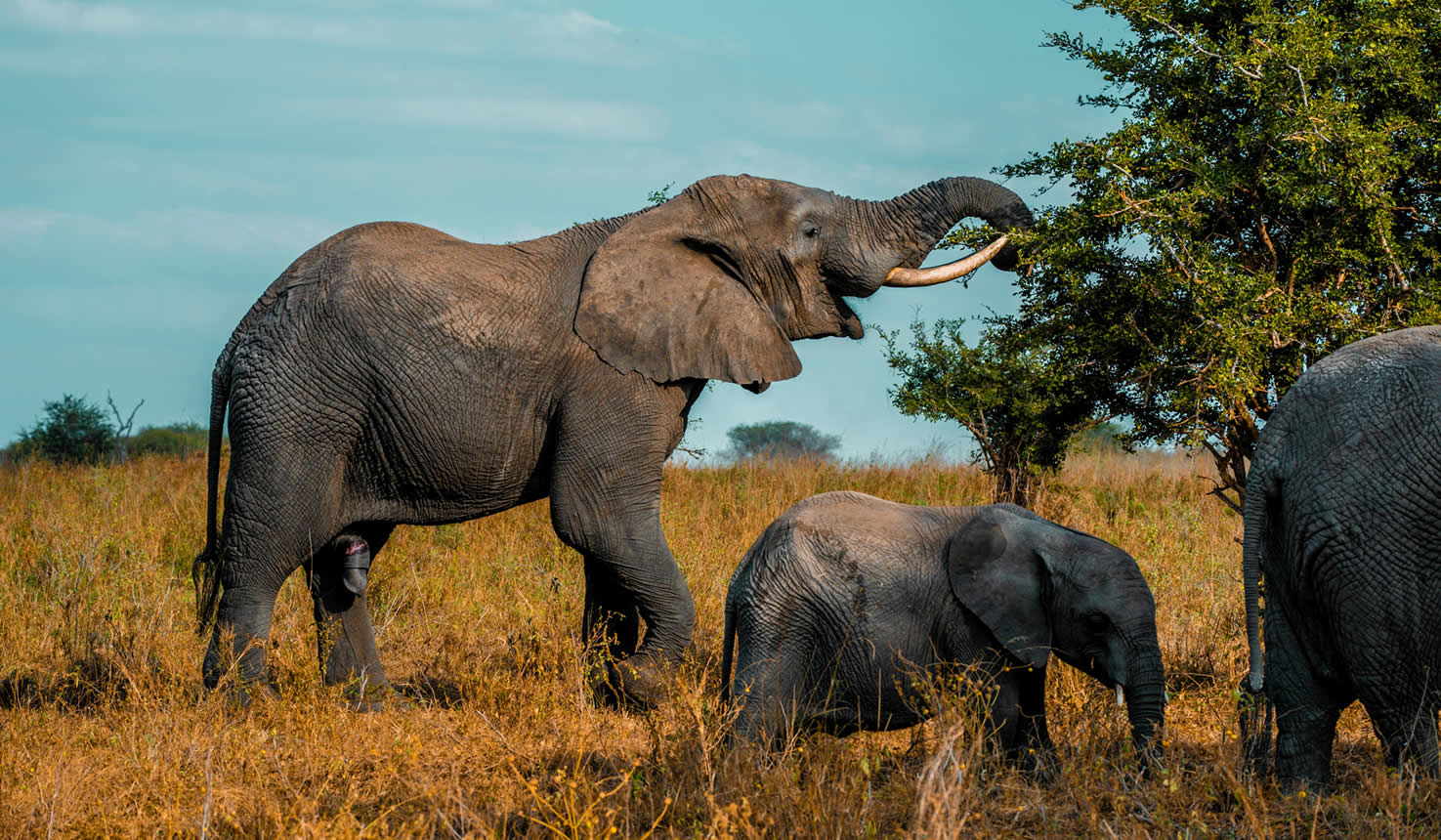 Queen Elizabeth National Park