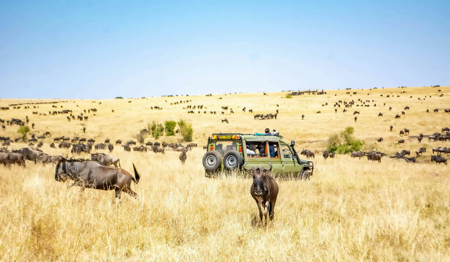 serengeti 7 Day Tanzania Safari