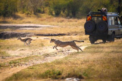Kenya Safari