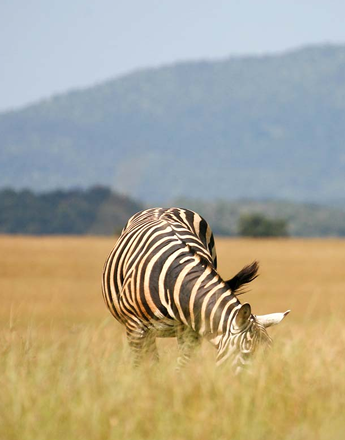 zebra-safari.fw_ Kenya Safari