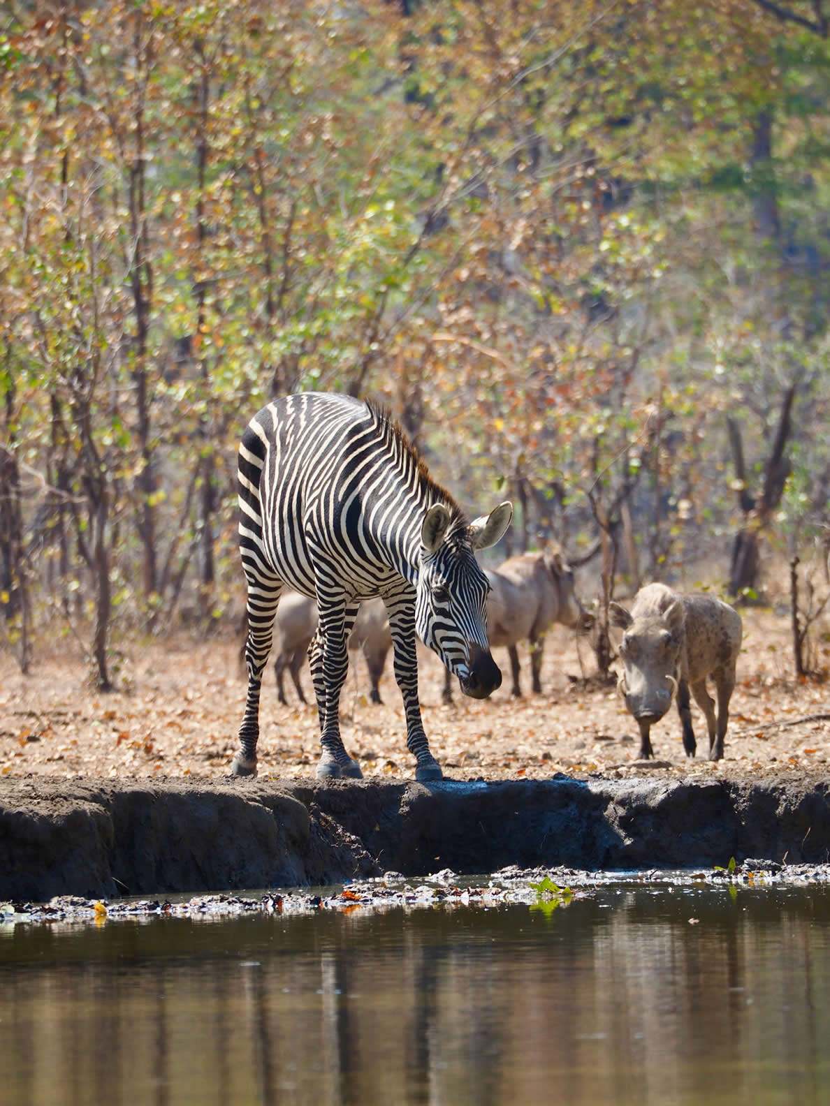zebras Walking Safari Lake Mburo
